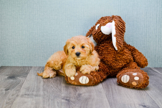 Petite Mini Goldendoodle Poodle Mix Pup