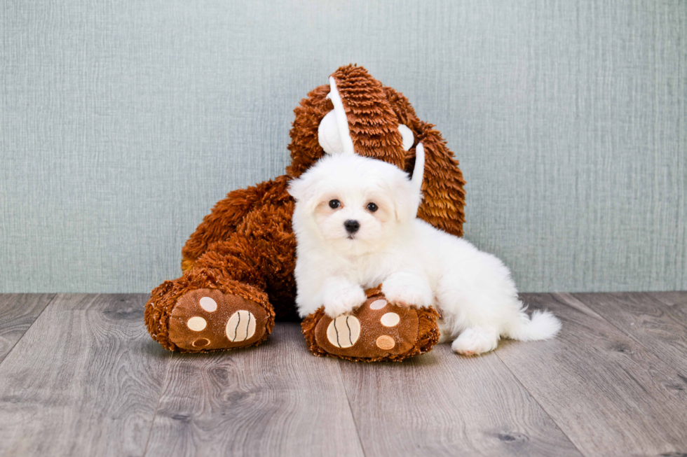 Maltipoo Pup Being Cute