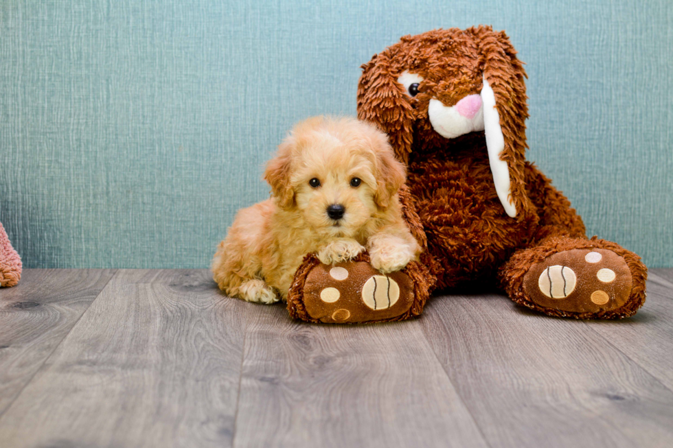 Maltipoo Pup Being Cute