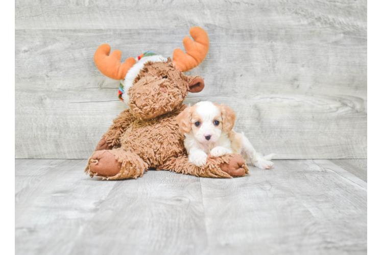 Cavapoo Puppy for Adoption