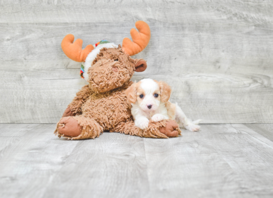 Cavapoo Puppy for Adoption