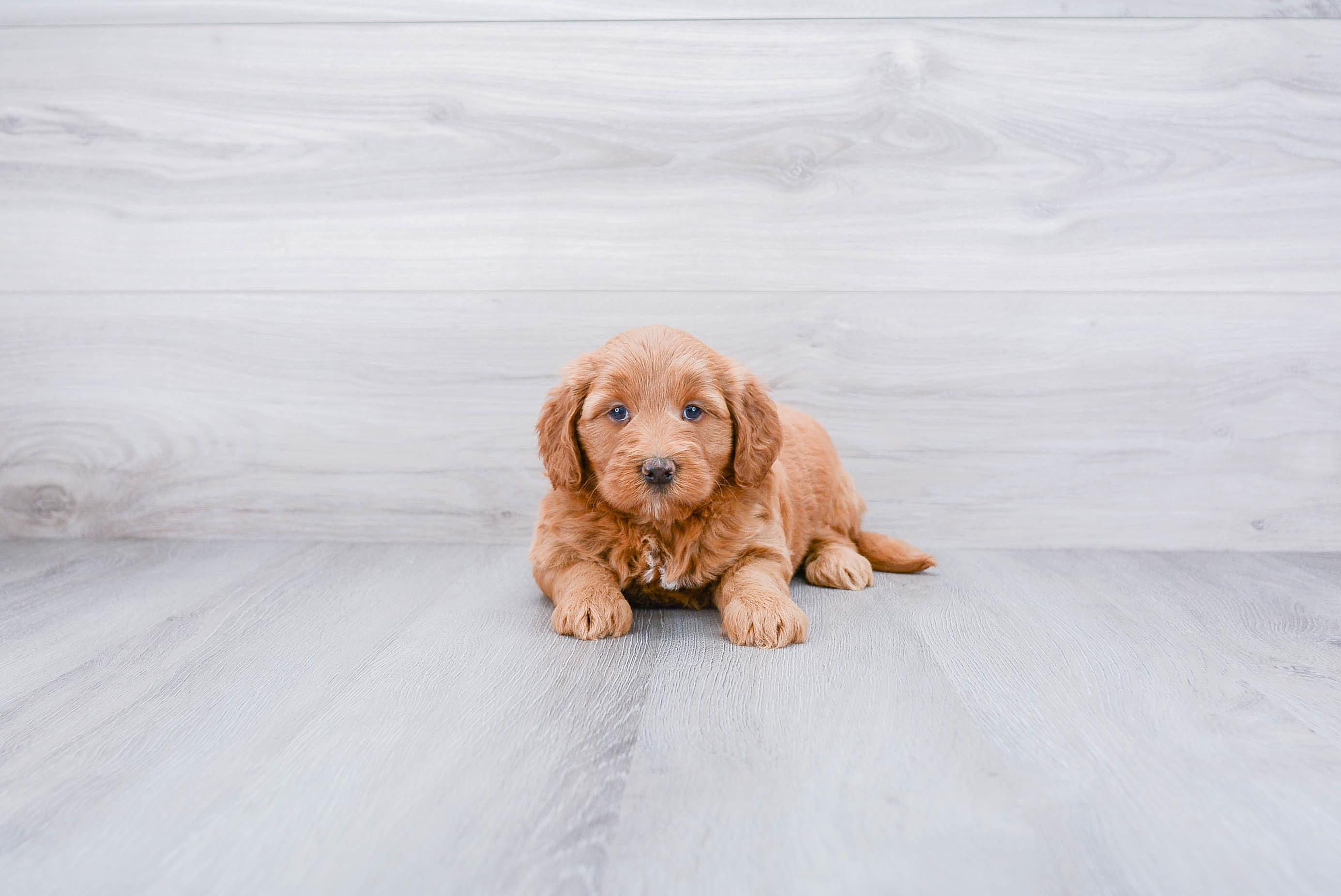 Mini Goldendoodle Pup Being Cute