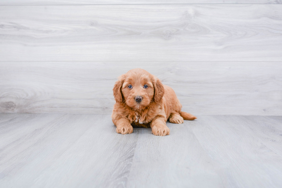 Mini Goldendoodle Pup Being Cute