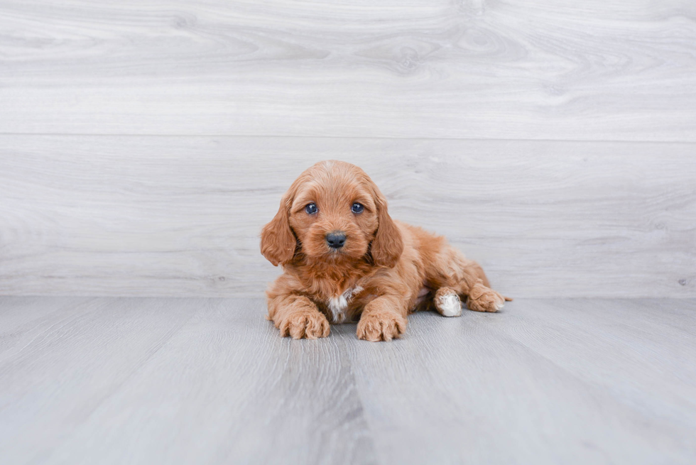 Happy Cavapoo Baby