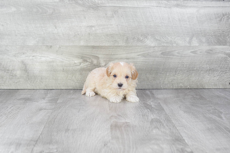 Maltipoo Puppy for Adoption