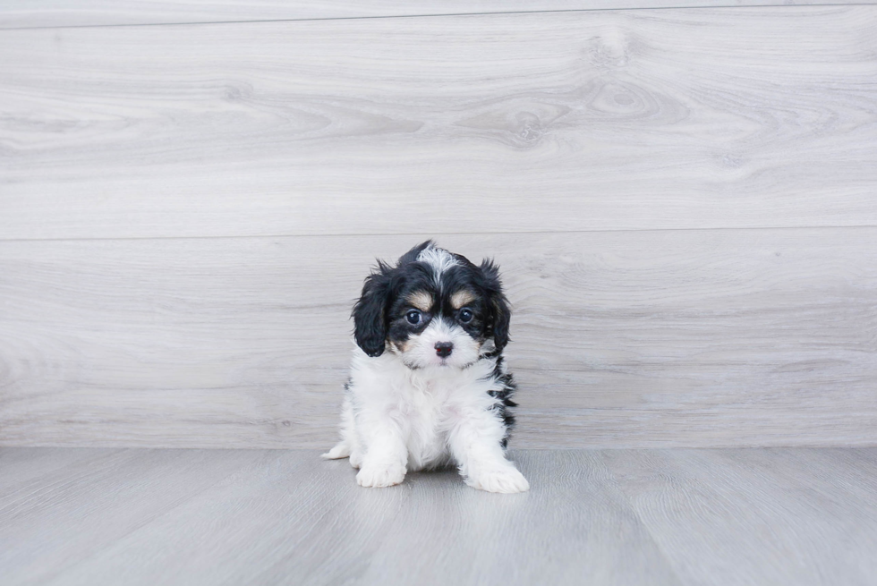 Playful Cavalier Designer Puppy