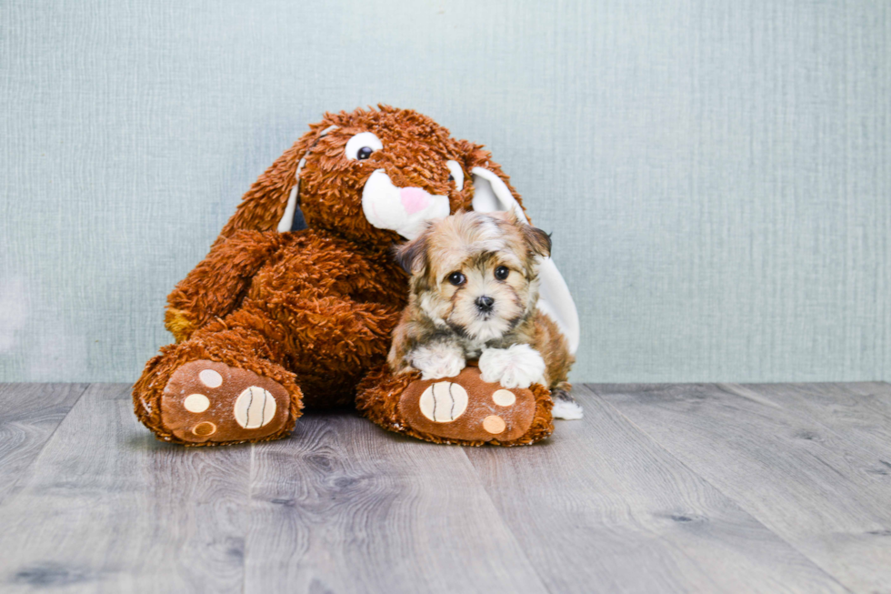 Morkie Puppy for Adoption