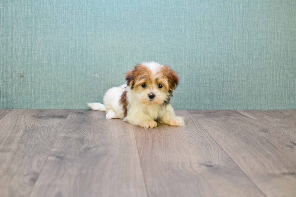 Morkie Pup Being Cute