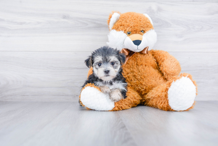 Playful Yorkie Designer Puppy