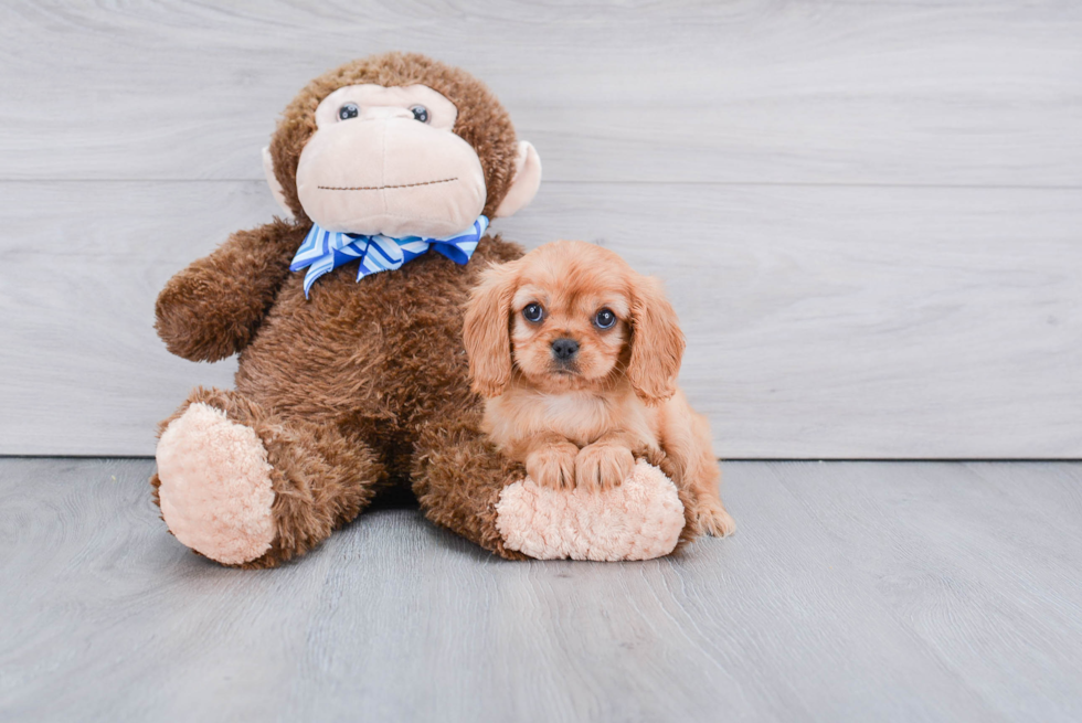 Cavalier King Charles Spaniel Pup Being Cute