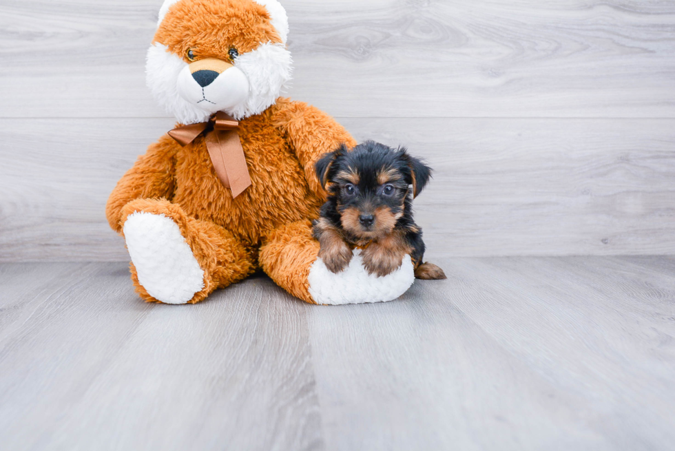 Meet Steph - our Yorkshire Terrier Puppy Photo 