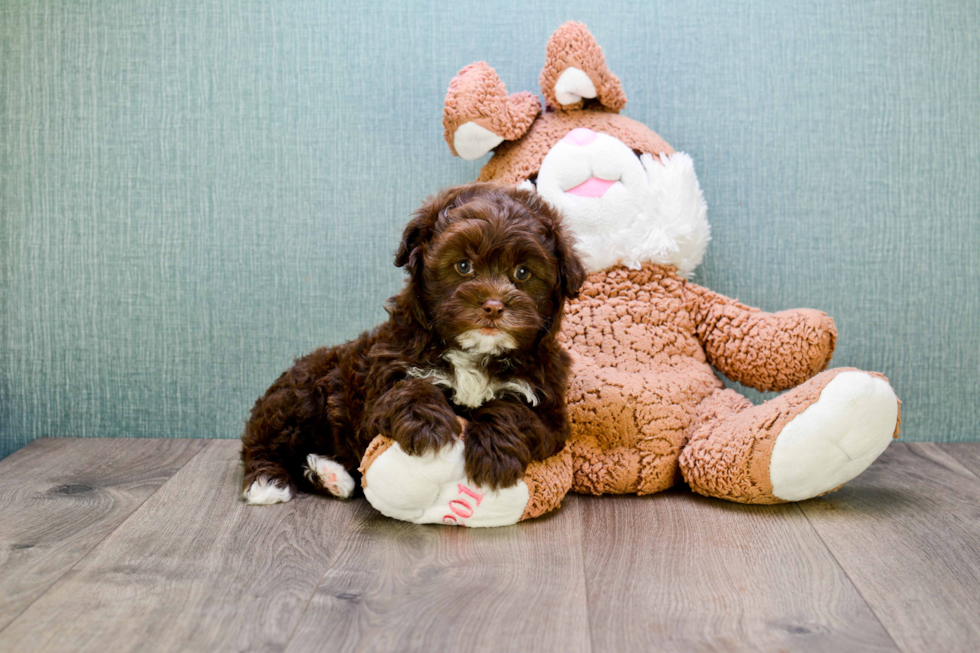 Teddy Bear Pup Being Cute