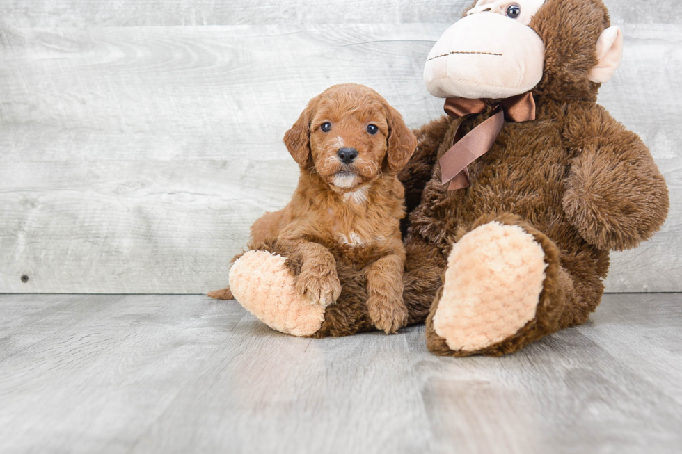 Best Mini Goldendoodle Baby