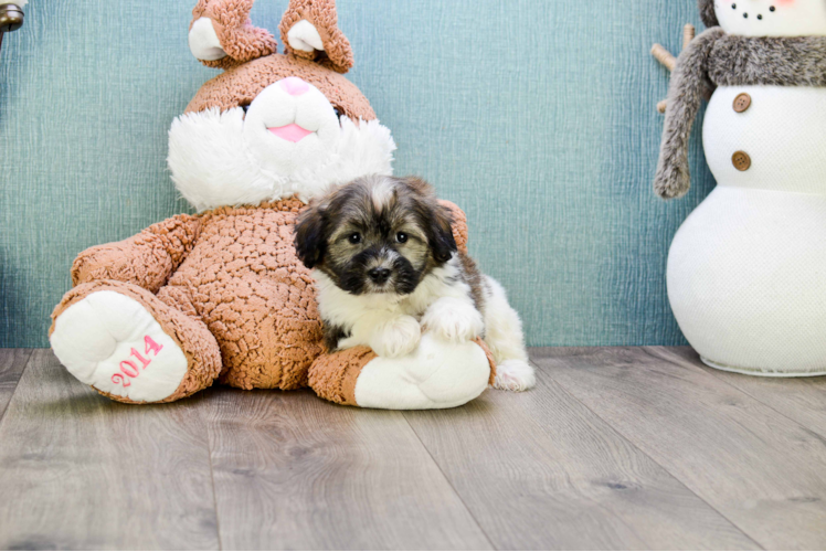 Havanese Pup Being Cute