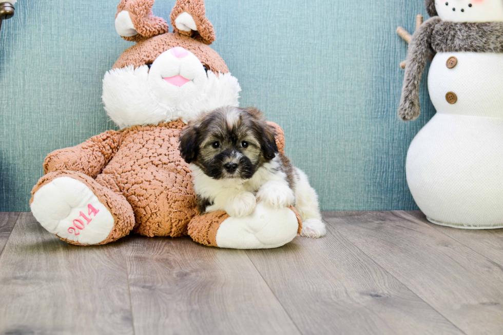 Havanese Pup Being Cute