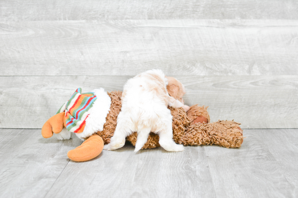 Cute Cavapoo Baby