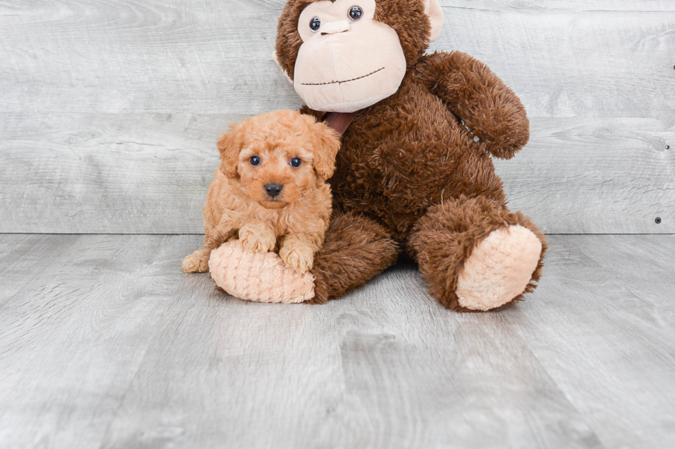 Little Golden Retriever Poodle Mix Puppy