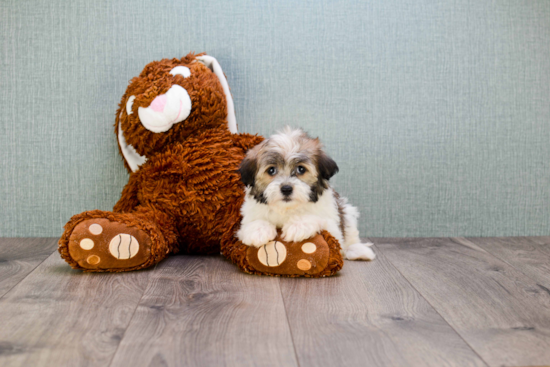 Hypoallergenic Havanese Purebred Pup