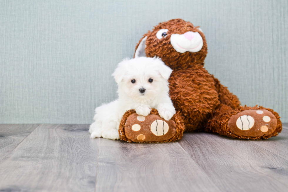 Maltese Pup Being Cute