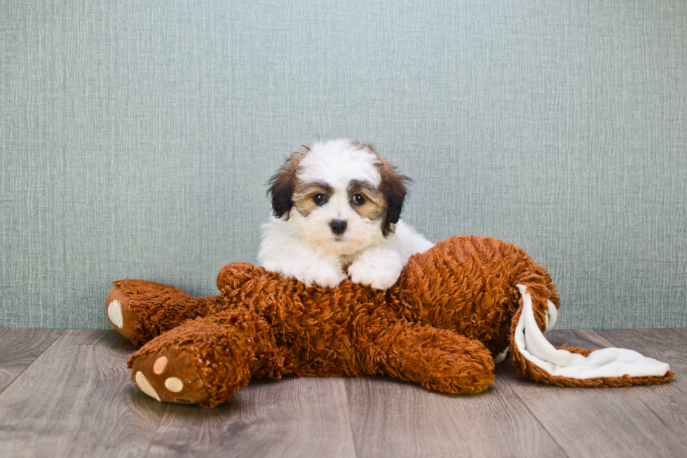 Teddy Bear Pup Being Cute