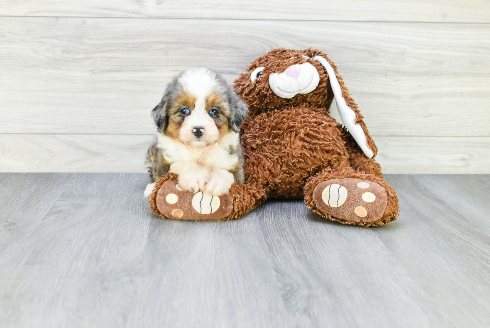 Funny Mini Aussiedoodle Poodle Mix Pup