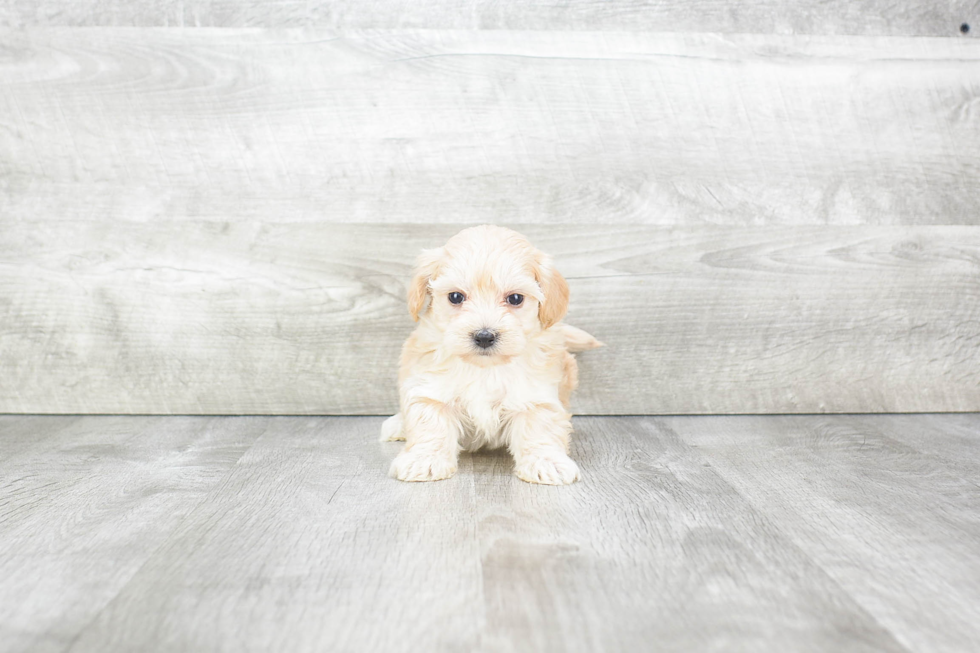 Maltipoo Pup Being Cute