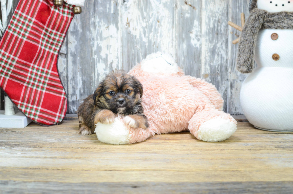 Teddy Bear Pup Being Cute