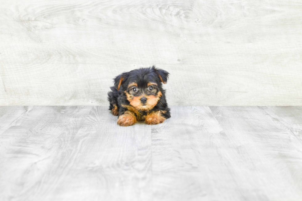 Meet Lisa - our Yorkshire Terrier Puppy Photo 