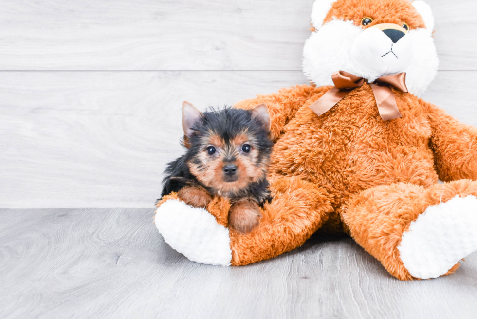 Meet Tinkerbell - our Yorkshire Terrier Puppy Photo 