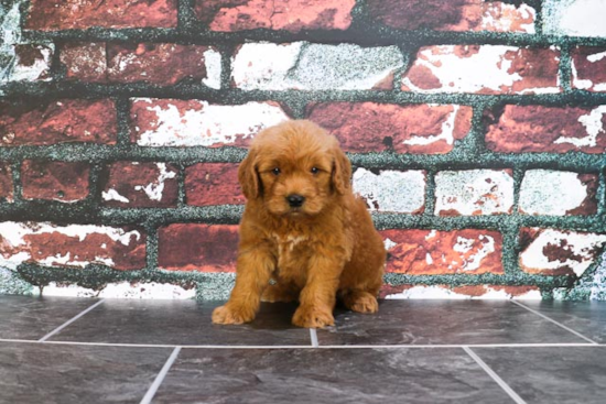 Mini Goldendoodle Puppy for Adoption