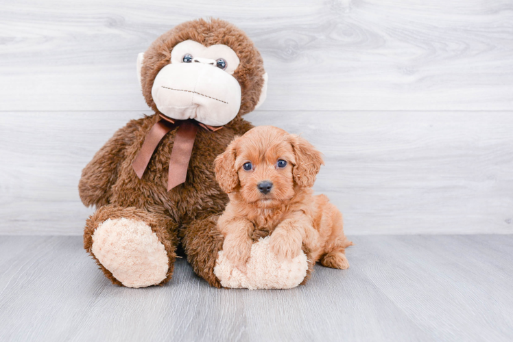 Sweet Cavapoo Baby