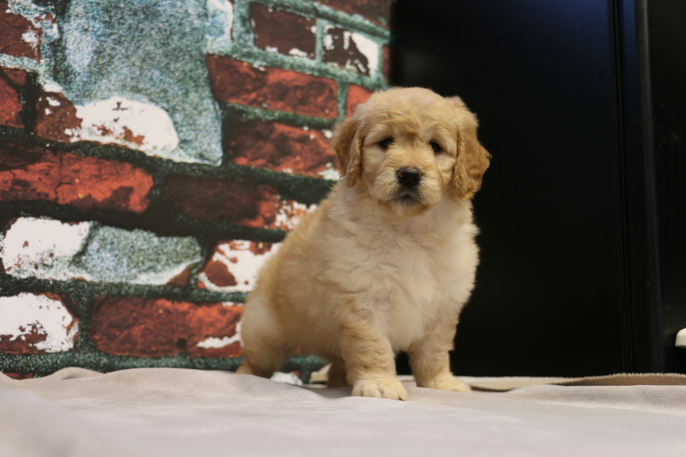 Adorable Golden Retriever Poodle Mix Puppy