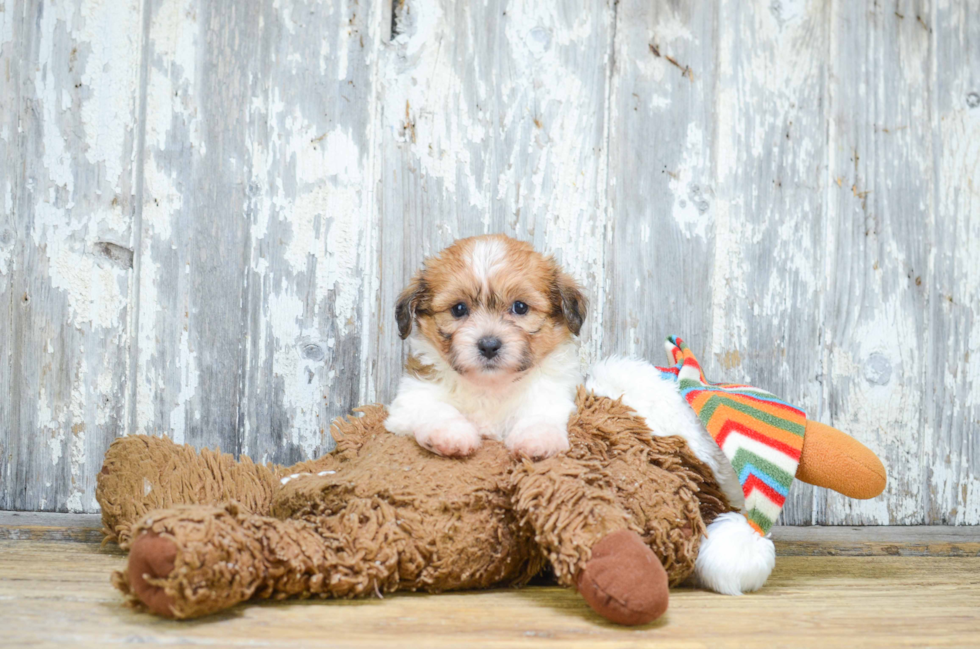 Teddy Bear Pup Being Cute