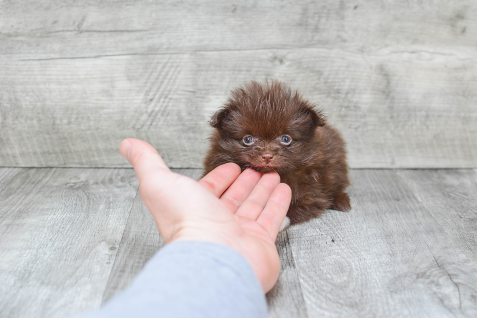 Best Pomeranian Baby