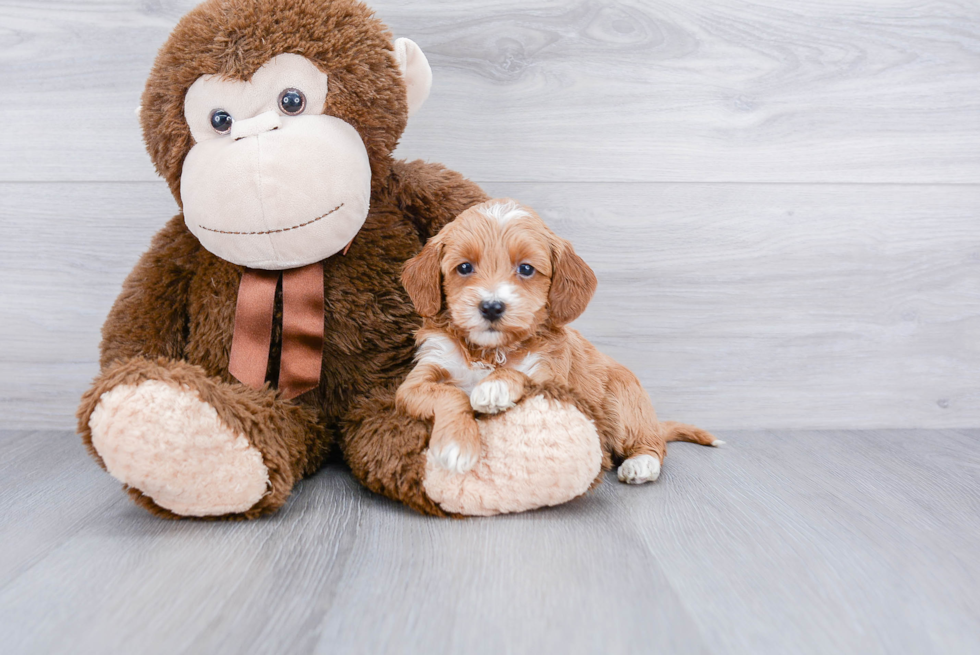 Best Mini Goldendoodle Baby