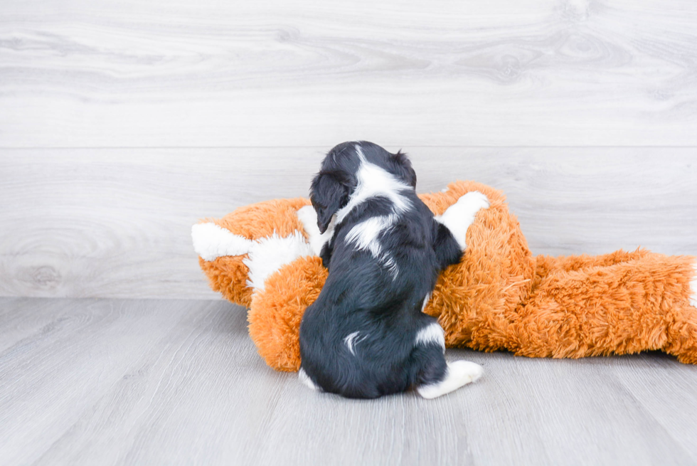 Cavalier King Charles Spaniel Pup Being Cute