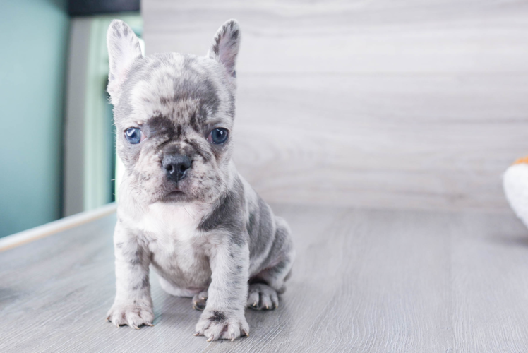 French Bulldog Pup Being Cute