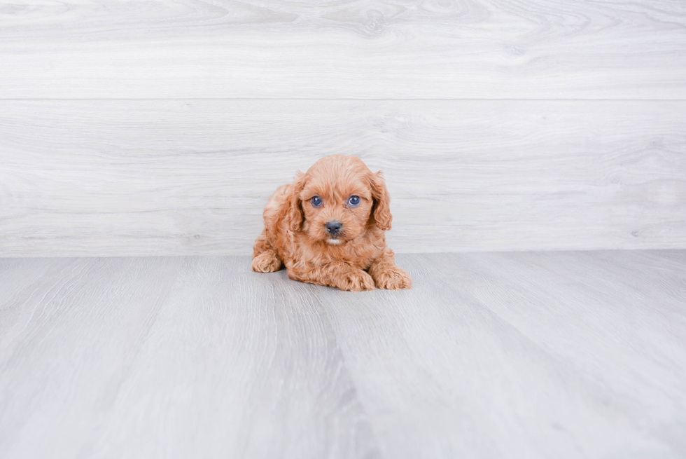 Cavapoo Pup Being Cute