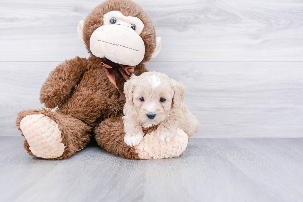 Cavapoo Pup Being Cute