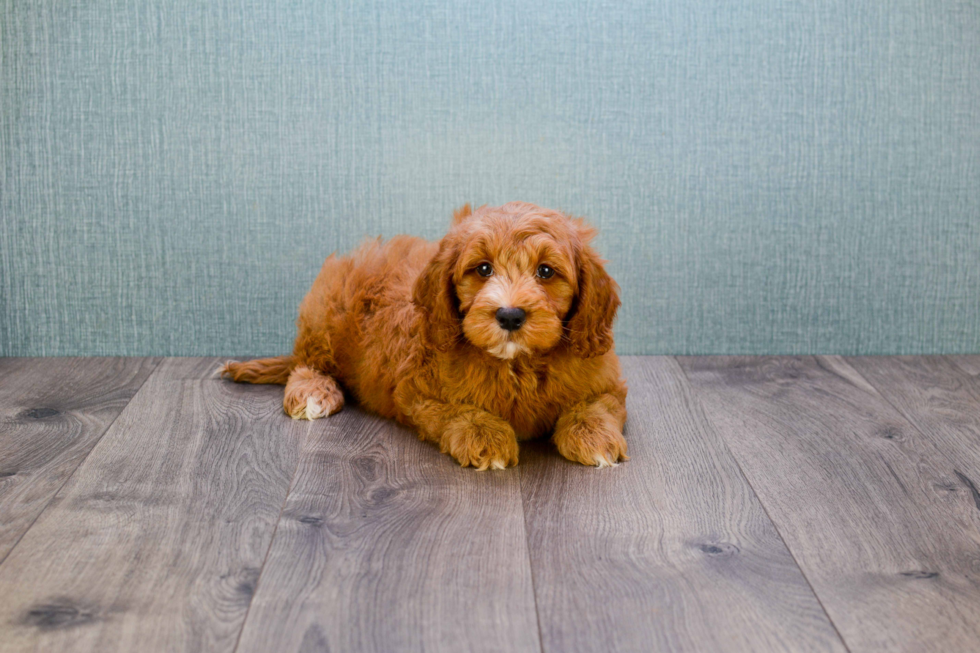 Best Mini Goldendoodle Baby