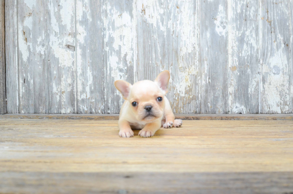 Best French Bulldog Baby