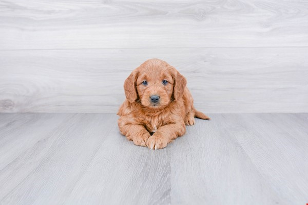 Adorable Golden Retriever Poodle Mix Puppy