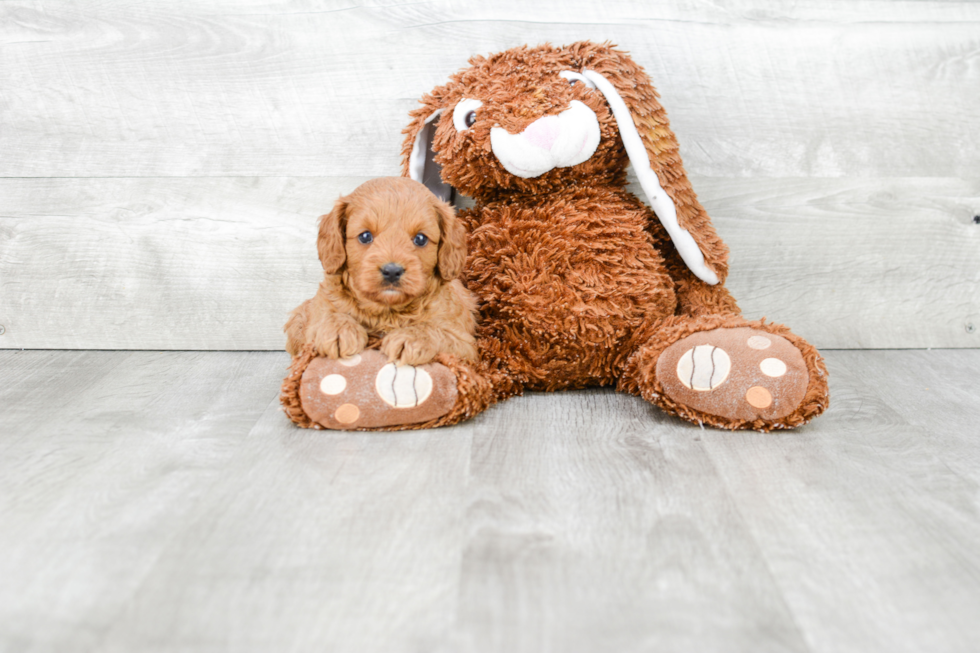 Best Cavapoo Baby