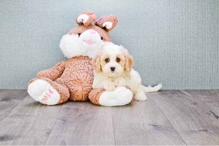 Best Cavachon Baby