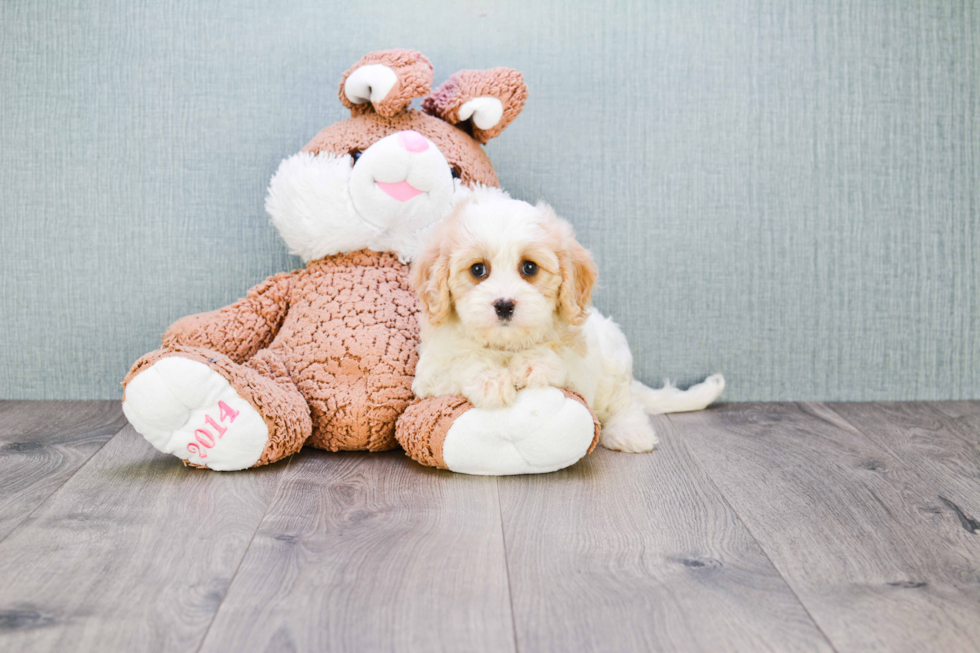 Best Cavachon Baby