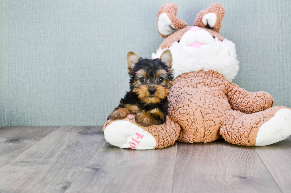 Meet Rascal - our Yorkshire Terrier Puppy Photo 