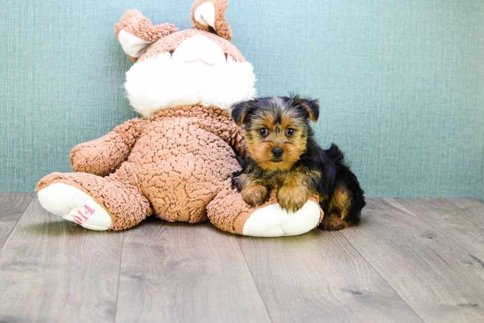 Meet Teacup-Lisa - our Yorkshire Terrier Puppy Photo 
