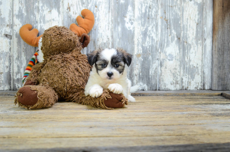 Teddy Bear Pup Being Cute