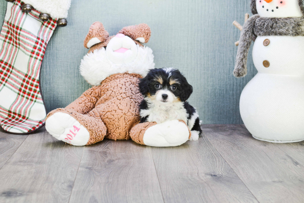 Popular Cavachon Designer Pup