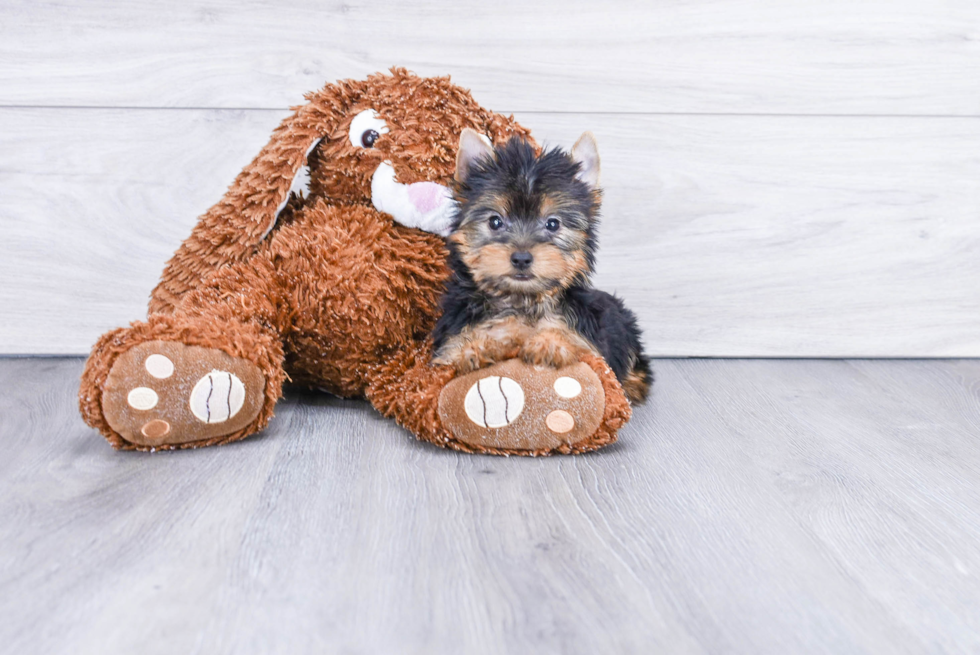 Meet Zoro - our Yorkshire Terrier Puppy Photo 